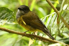 Pachycephala schlegelii