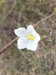 Hibiscus micranthus