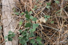 Cercocarpus betuloides