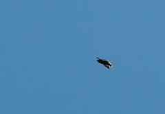 Chaetura meridionalis