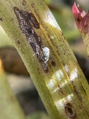 Macrosteles