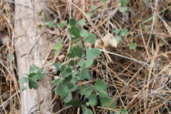 Cercocarpus betuloides