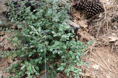 Cercocarpus betuloides