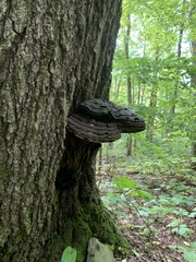 Ganoderma megaloma