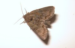 Oligia latruncula