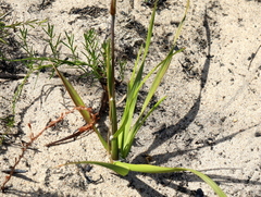Geochloa rufa