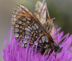Melitaea varia