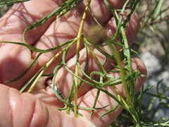 Sidneya tenuifolia