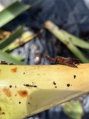 Odontomachus haematodus