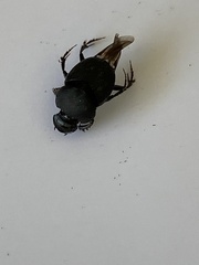 Onthophagus
