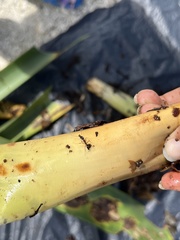 Odontomachus haematodus