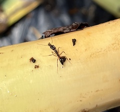 Odontomachus haematodus