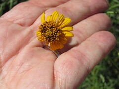 Sidneya tenuifolia