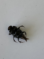 Onthophagus