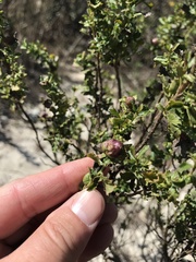 Rhopalomyia californica