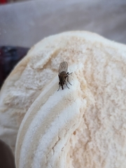 Muscoidea