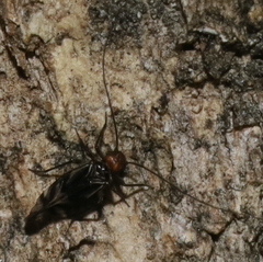 Cerastipsocus trifasciatus