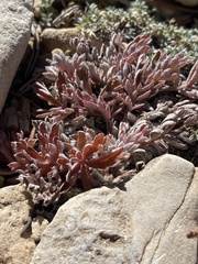 Potentilla morefieldii