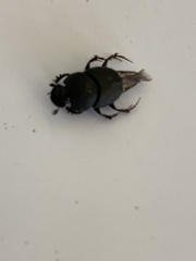 Onthophagus