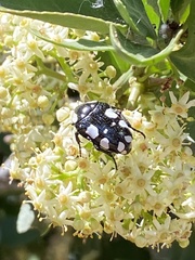 Mausoleopsis amabilis