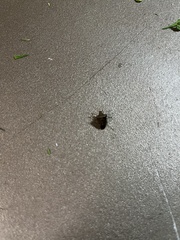 Dendrocoris humeralis