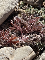 Potentilla morefieldii