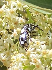 Mausoleopsis amabilis
