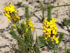 Cyclopia genistoides