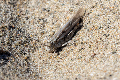 Trimerotropis maritima