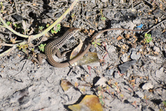 Aspidoscelis tesselatus