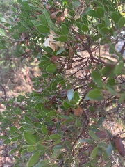 Arctostaphylos densiflora