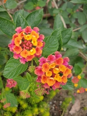 Lantana camara