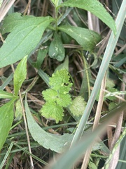 Lamium purpureum