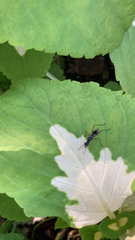 Taeniaptera trivittata