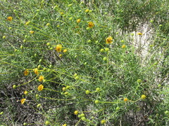 Sidneya tenuifolia