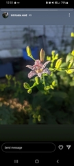 Tricyrtis hirta