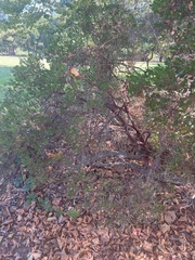 Arctostaphylos densiflora
