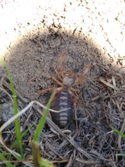Eremobatidae