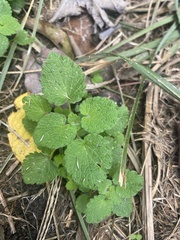 Lamium purpureum