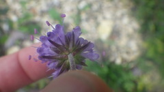 Knautia arvensis
