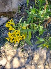 Barkleyanthus salicifolius