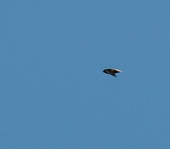 Chaetura meridionalis