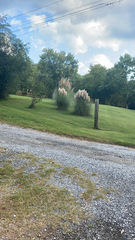 Cortaderia selloana