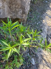 Barkleyanthus salicifolius