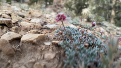 Eriogonum gracilipes