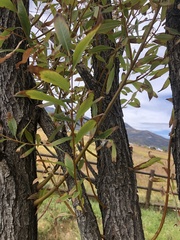 Populus angustifolia