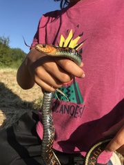 Thamnophis sirtalis concinnus