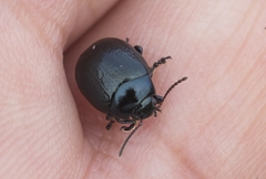 Chrysolina haemoptera