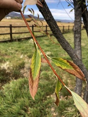 Populus angustifolia