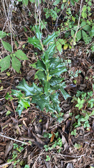 Ilex cornuta